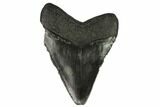 Bargain, Fossil Megalodon Tooth - South Carolina #124190-1